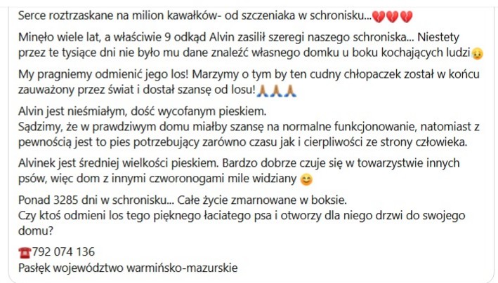 RobwalkaW's tweet photo. Smutne oczka,smutny pyszczek-to Alvinek,już 9 lat siedzi w schronisku,powoli bez wiary,że ktoś odmieni jego los,toleruje inne psiaki 
odmieńmy wspólnie jego los 
Schronisko dla Bezdomnych Zwierząt "PSI RAJ" w Pasłęku https://t.co/77eRzWXnK3