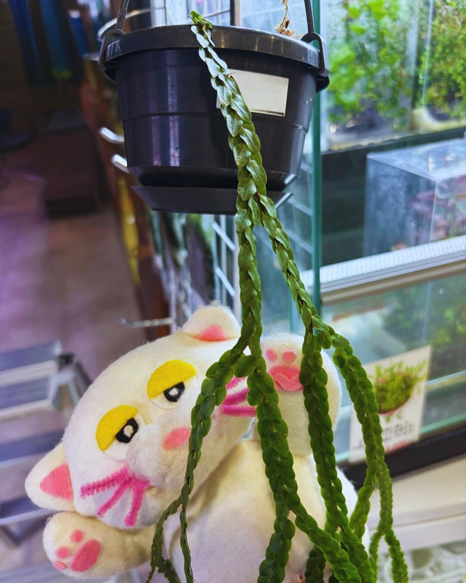 PETBOX オムとファムのふたりごと tweet media