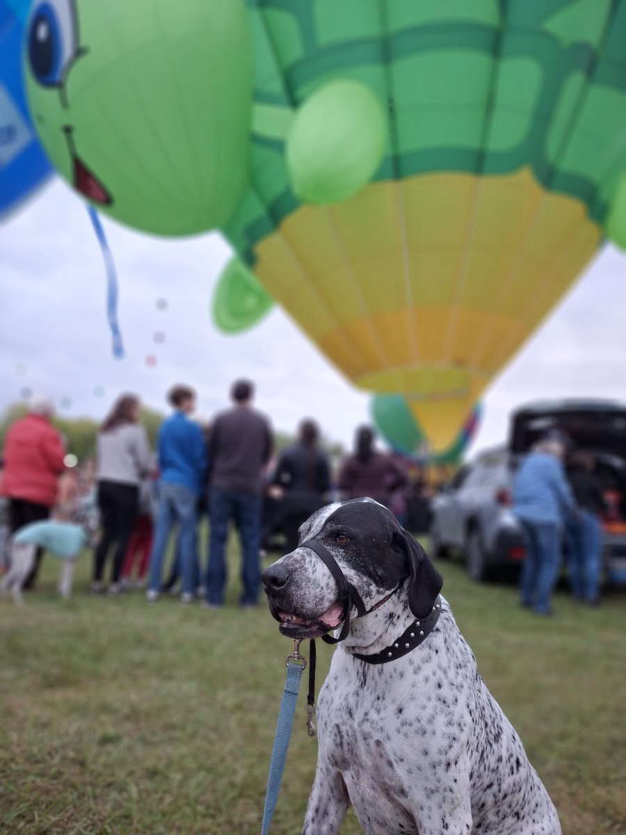 The Ape Descendant tweet media