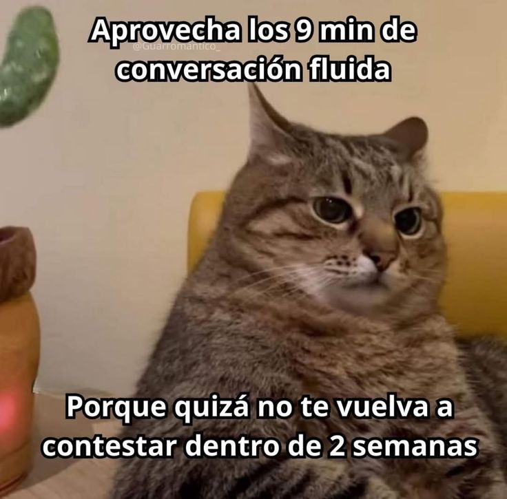 Pkittass tweet media