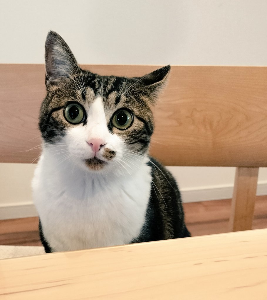 ちくえもん tweet media