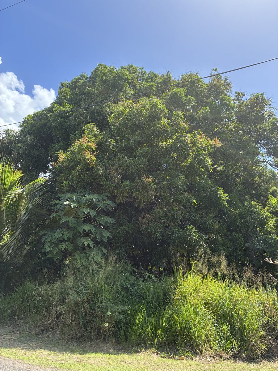 Joe Shoey tweet media