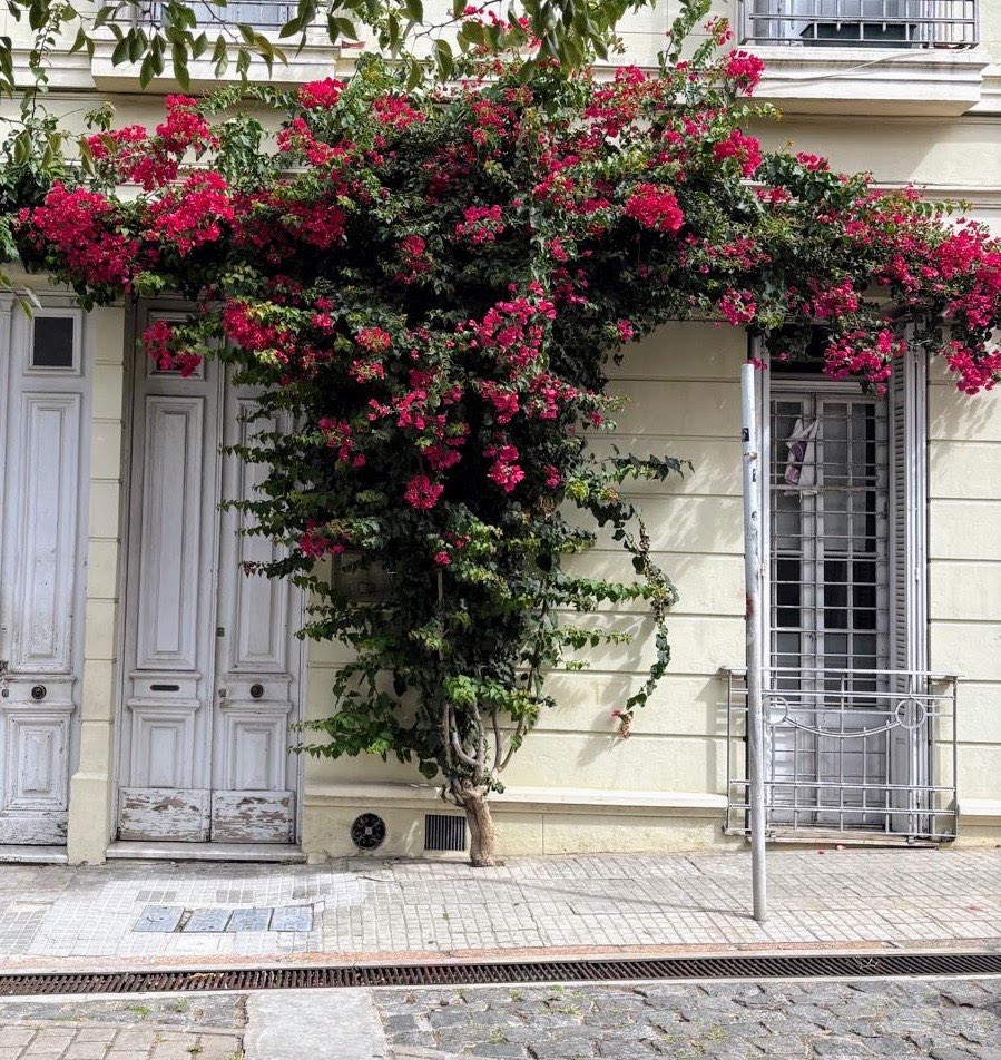 albertosilvauy's tweet photo. La generosidad de la #SantaRita, la actitud del #vecin@, permiten que 1 puerta y 1 ventana se sientan acompañadas.
Y desde otra veredita, hay gente sumando verde y🌹.
En este caso, es en la preciosa #peatonal #NuestraSeñoradelaEncina en #Palermo.
Creo que poca gente la conoce… https://t.co/YzXnYqAg4p