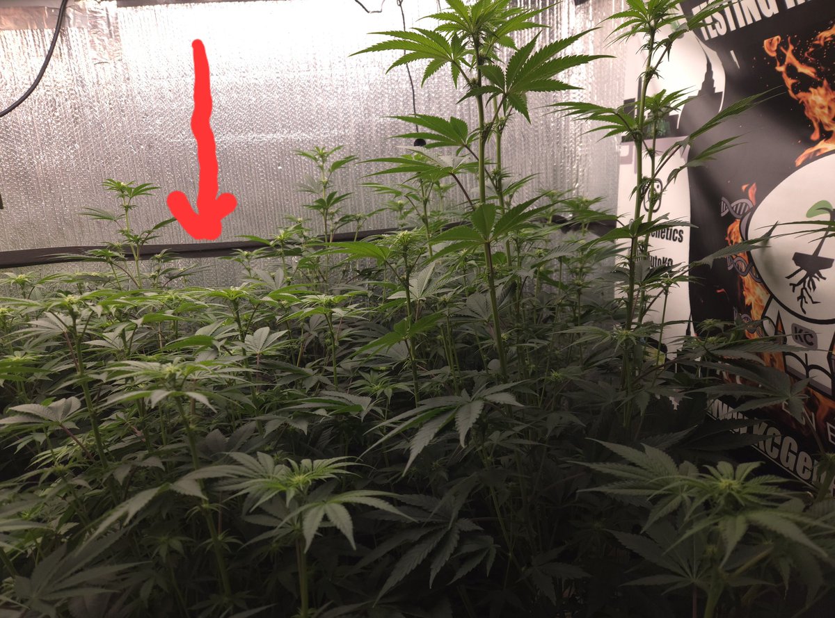 @kclightup tweet media