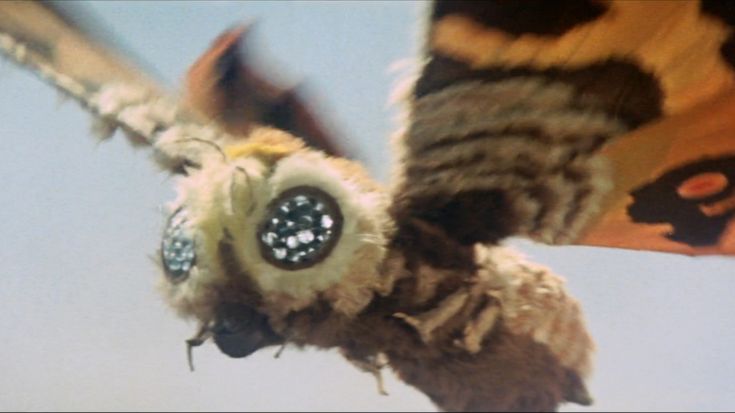 PumpkinLou 🐤 tweet media