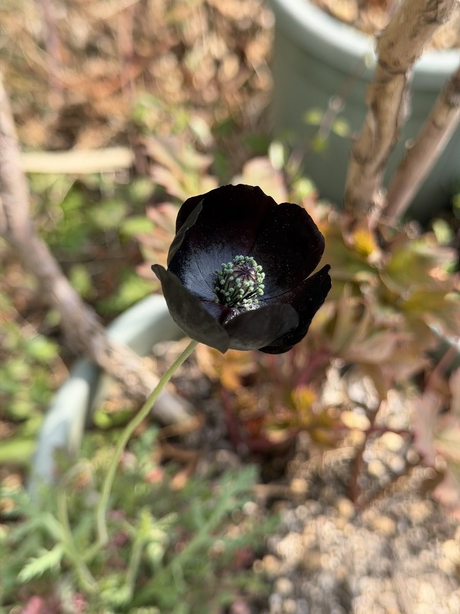 𓃴 土屋仁応 / Yoshimasa Tsuchiya tweet media