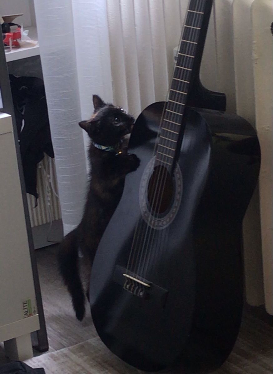 Black cats are not bad luck tweet media