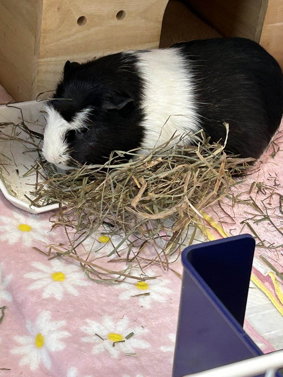 もるぱんだ tweet media