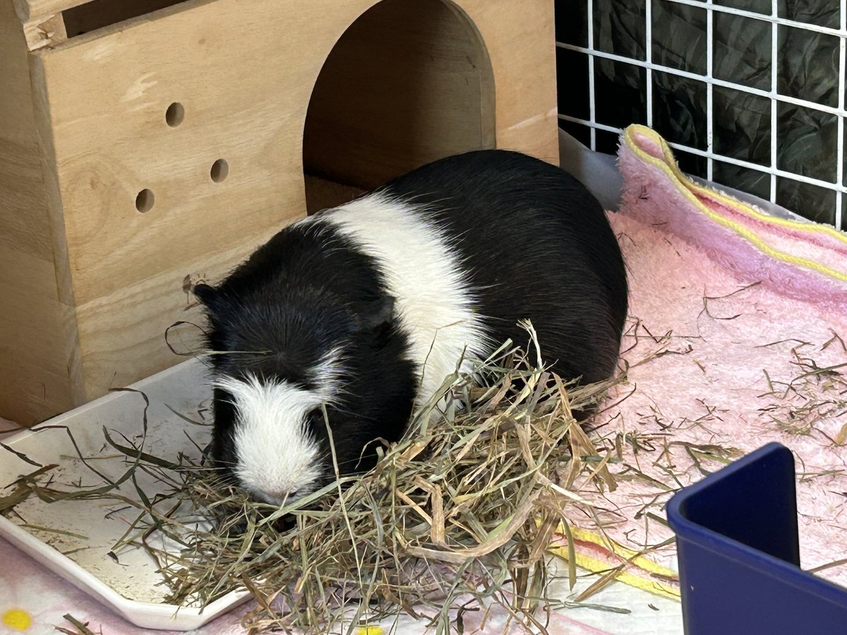 もるぱんだ tweet media