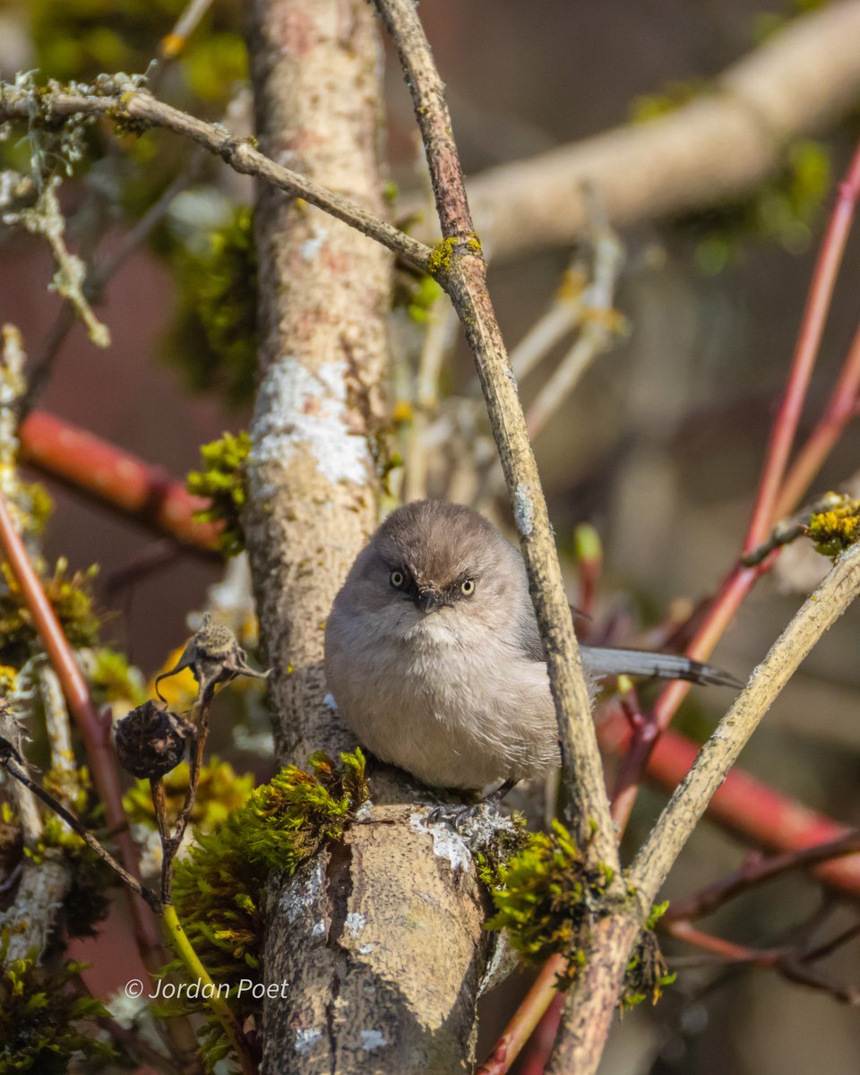 SceneKidSanta 𓅣𓅃 tweet media