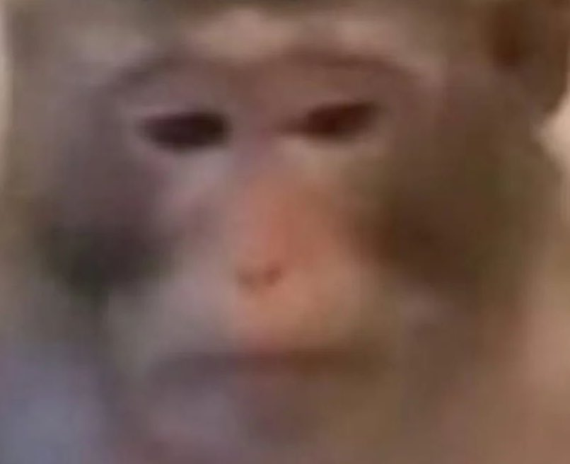 jazz chisholm’s glasses tweet media