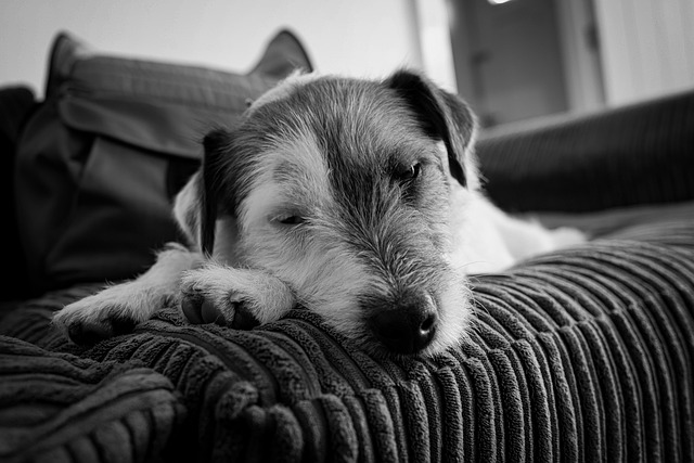 Xiaoyu Cunha tweet media