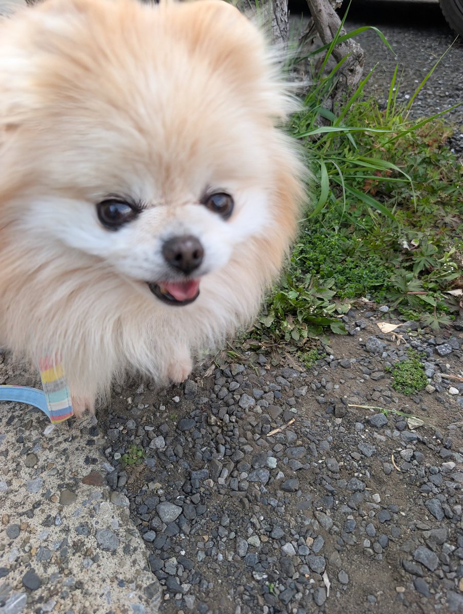 ロコ❤モア tweet media