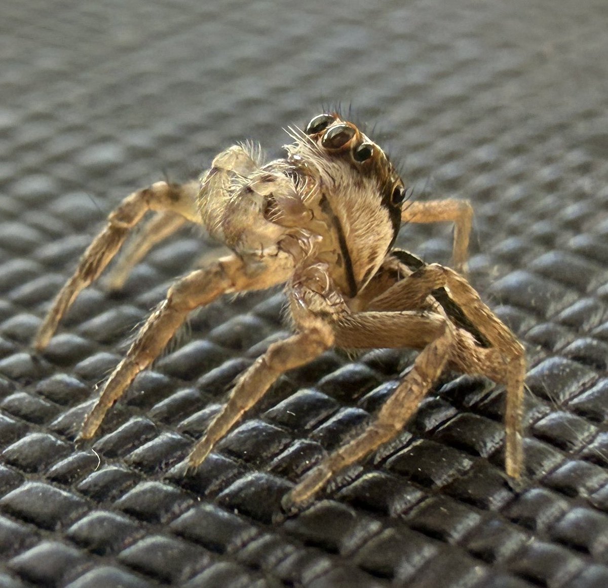 Talin / Jamn tweet media