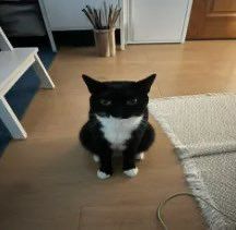 ◇《 R O M E R O 》◇ tweet media