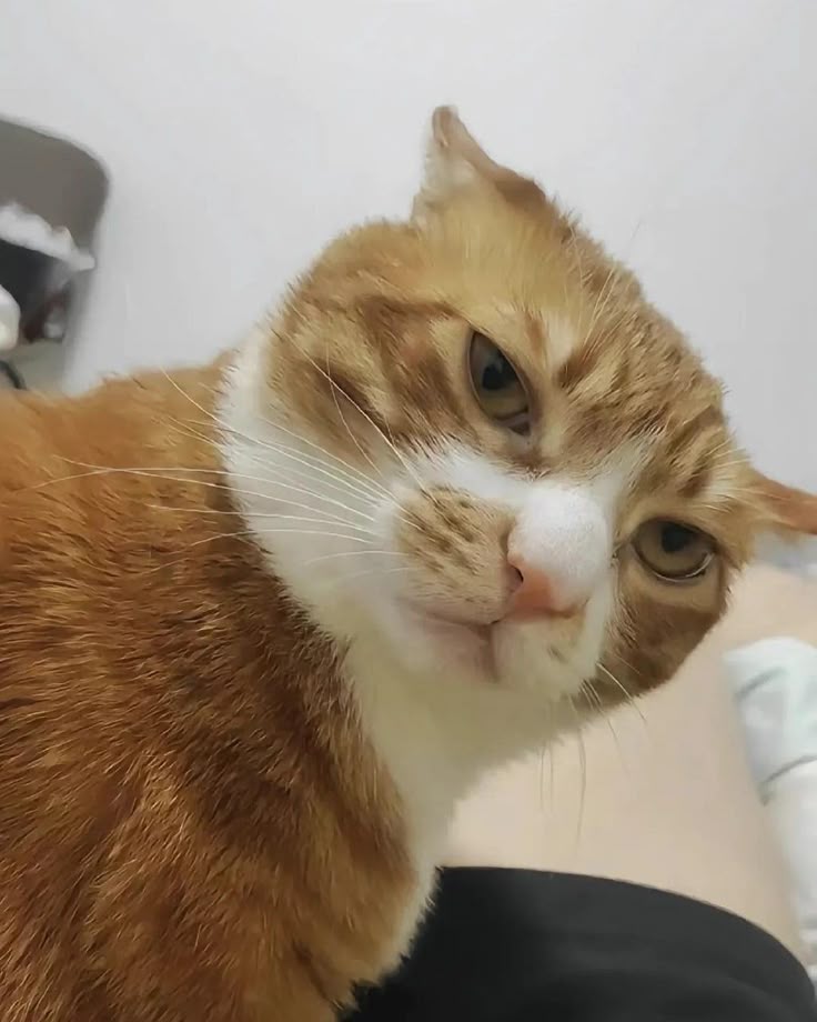 wilson bethel as cats tweet media