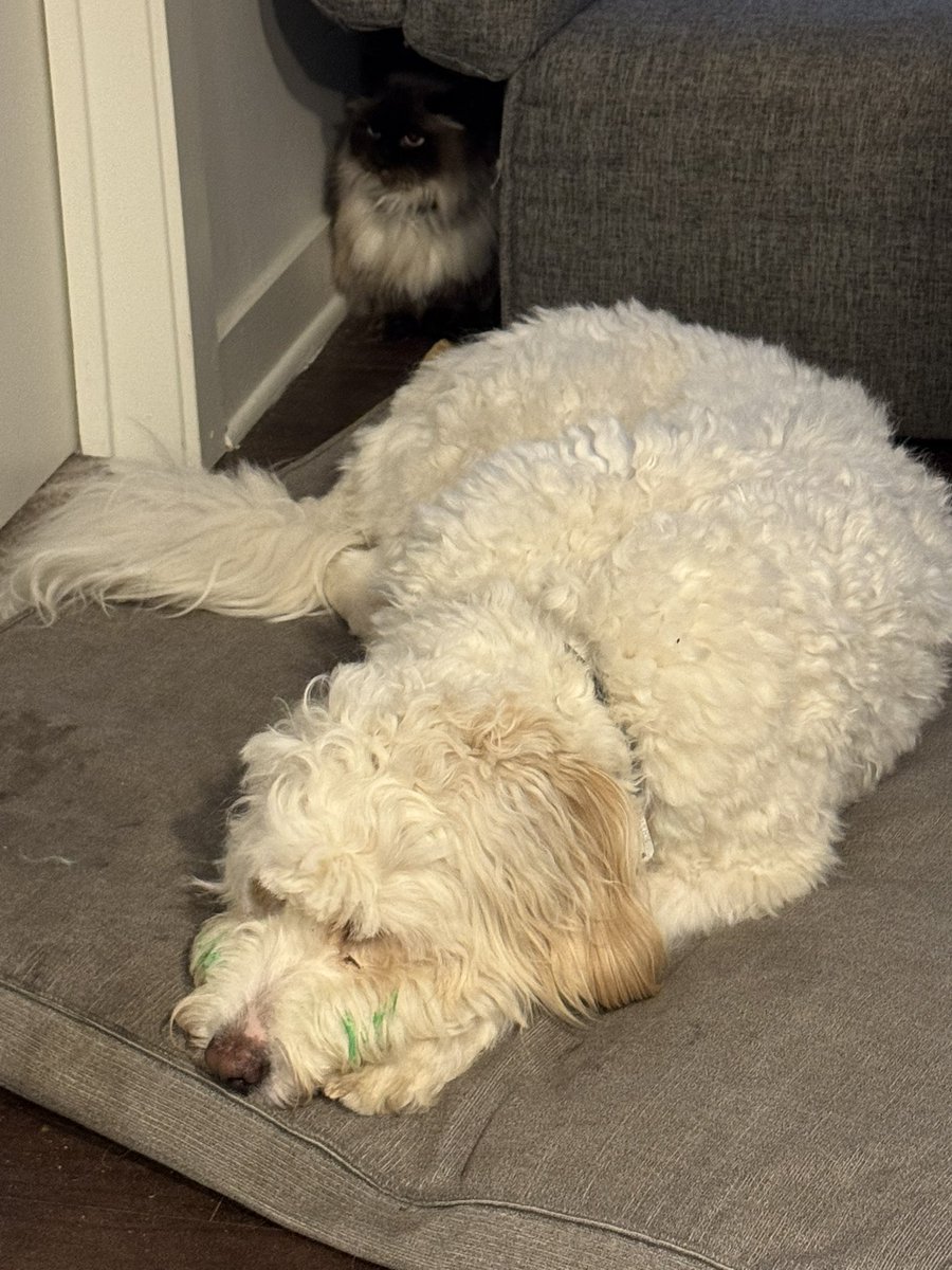 Cus Fragoso tweet media