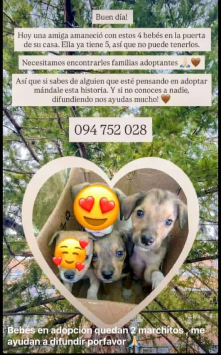 maria_riordain's tweet photo. COLABOREMOS DIFUNDIENDO/ AMOR PURO/ 😍🎉😍😍😍 https://t.co/Bjr0ygSGwv