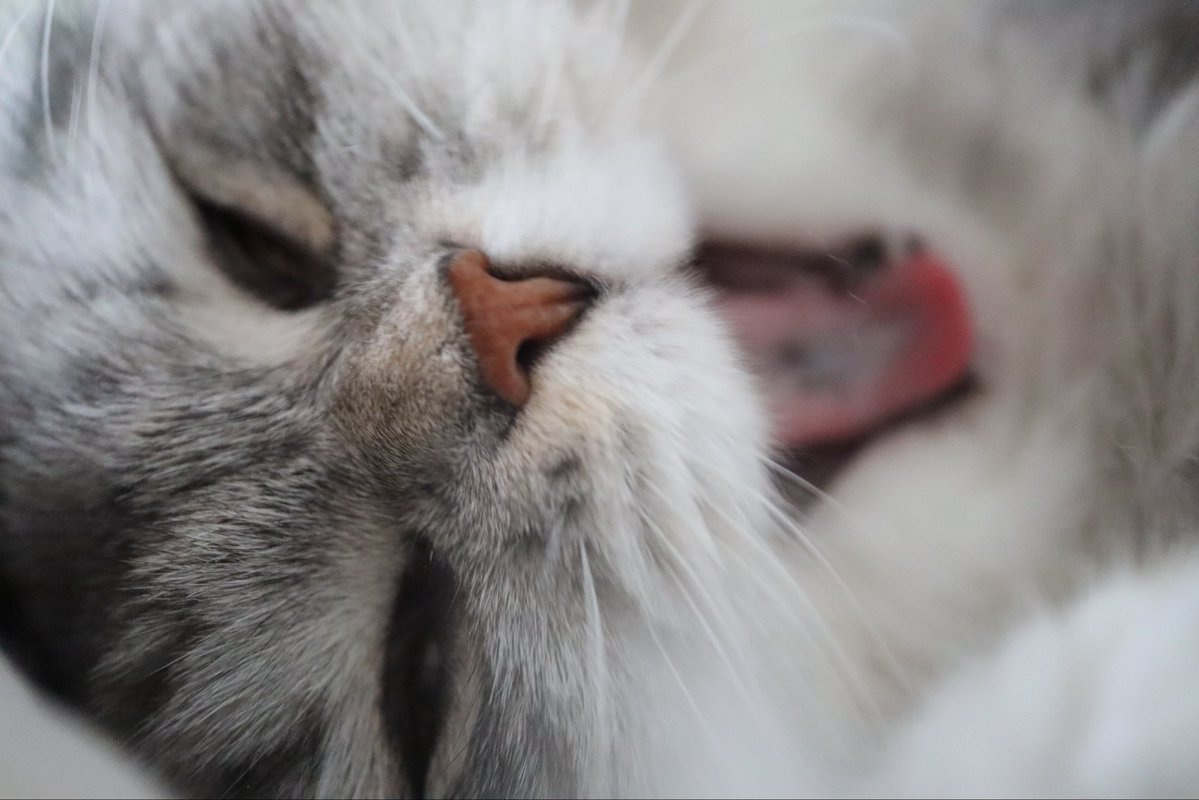 まみ🐈🐾🐈‍⬛🐾 tweet media