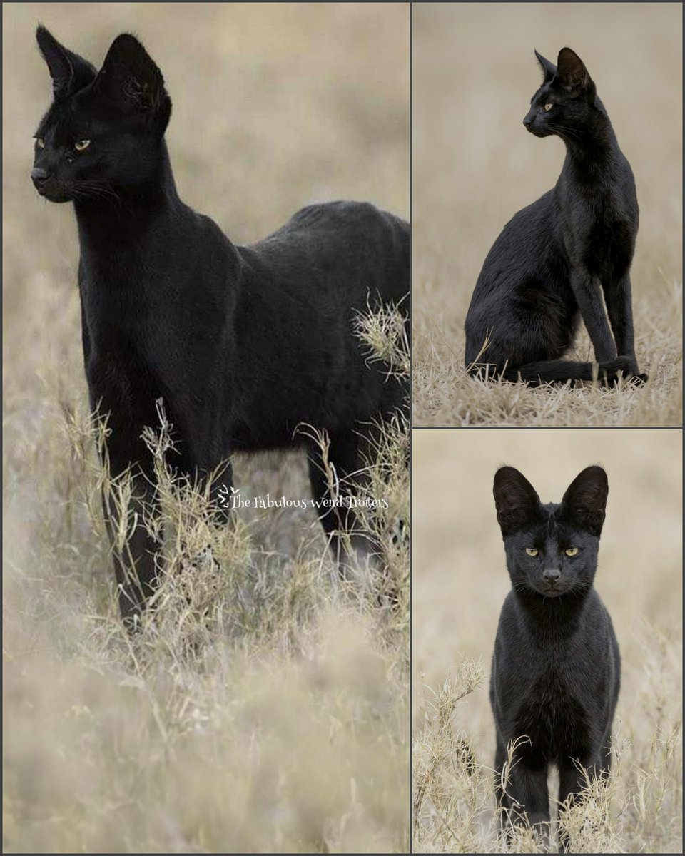 𝐓𝐡𝐞 𝐅𝐚𝐛𝐮𝐥𝐨𝐮𝐬 𝐖𝐞𝐢𝐫𝐝 𝐓𝐫𝐨𝐭𝐭𝐞𝐫s tweet media