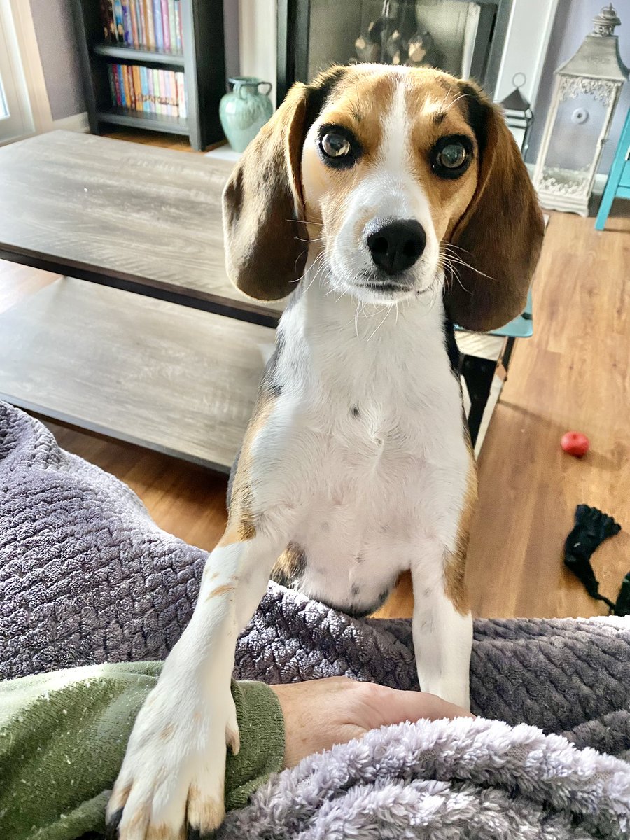 Zuzu’s Wonderful Life tweet media