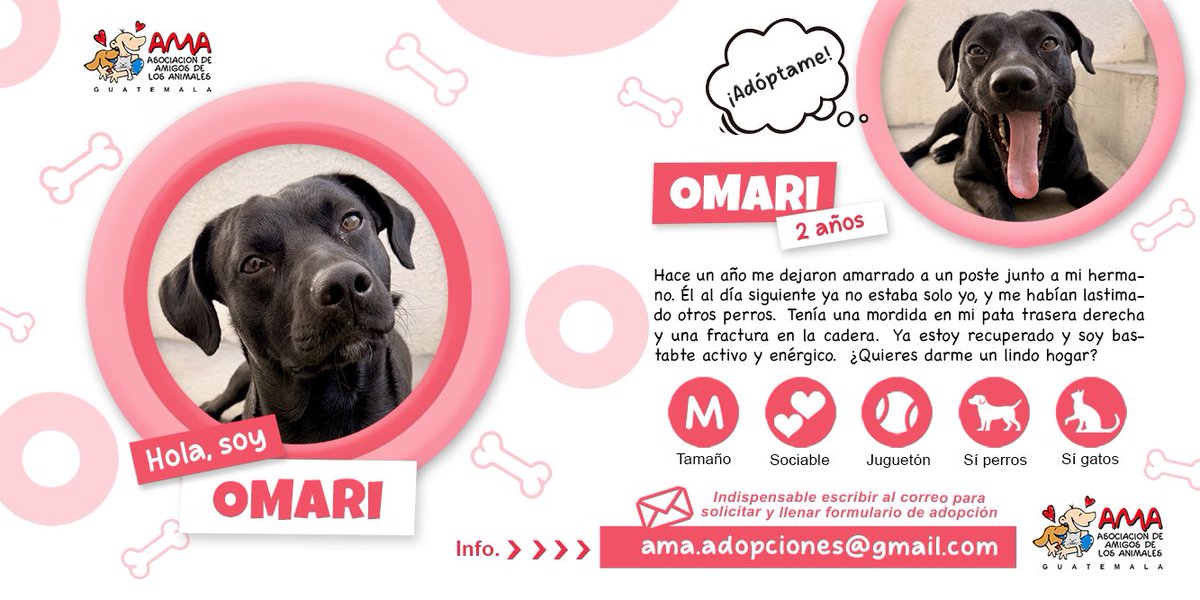 Hola.  Soy OMARI. Conoce más de mí leyendo la información de la segunda foto. Y para adoptarme, solicita formulario a ama.adopciones@gmail.com 🩷