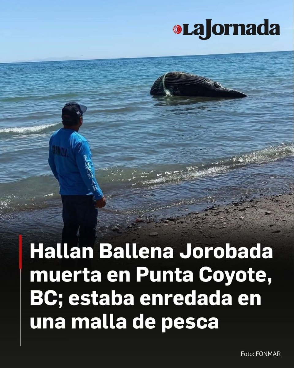 lajornadaonline's tweet photo. 🐋 ❌ Durante un recorrido de vigilancia por el Golfo de California, personal del Fondo para la Protección de los Recursos Marinos (FONMAR) encontró una ballena muerta de la especie conocida como “Jorobada” en las inmediaciones del campo pesquero Punta Coyote, ubicado en el municipio de La Paz.

El cuerpo del cetáceo estaba enredado en una malla de pesca en avanzado estado de descomposición, por lo que los inspectores del FONMAR tomaron evidencia para su reporte a las autoridades correspondientes.

Lee más aquí 👇
https://t.co/5tzCHBTUvS