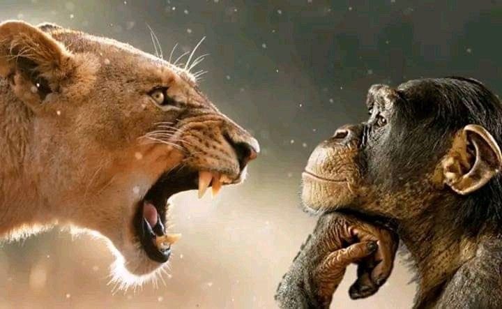_redachr's tweet photo. champion d’afrique https://t.co/hZLK6LphDh