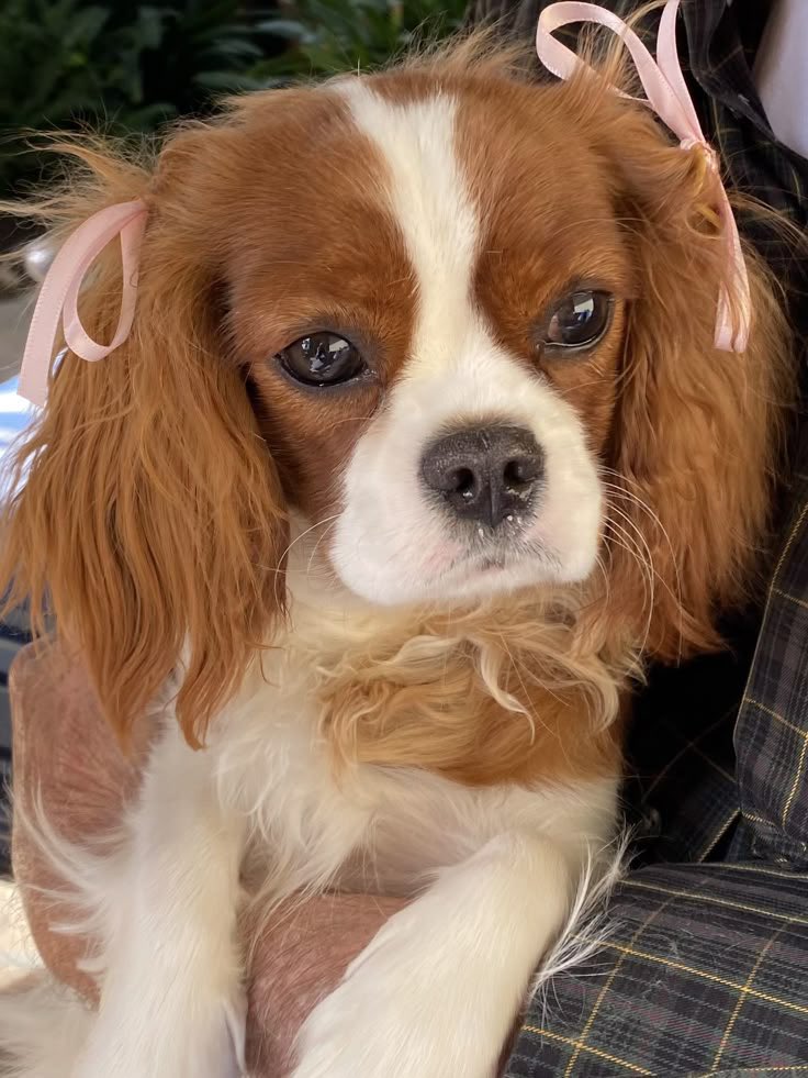 cece 🧸 tweet media