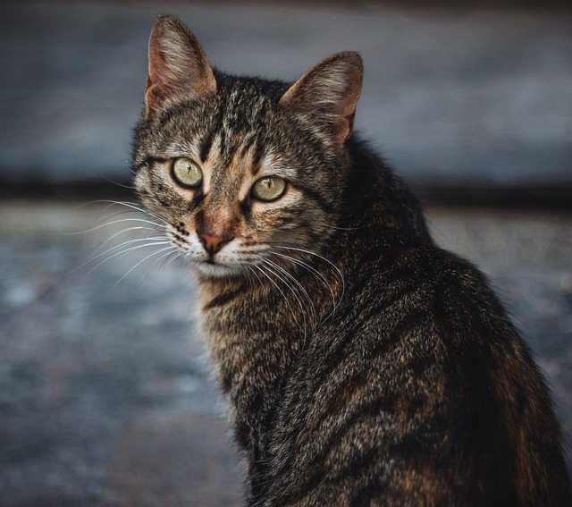 Peter Lynch tweet media