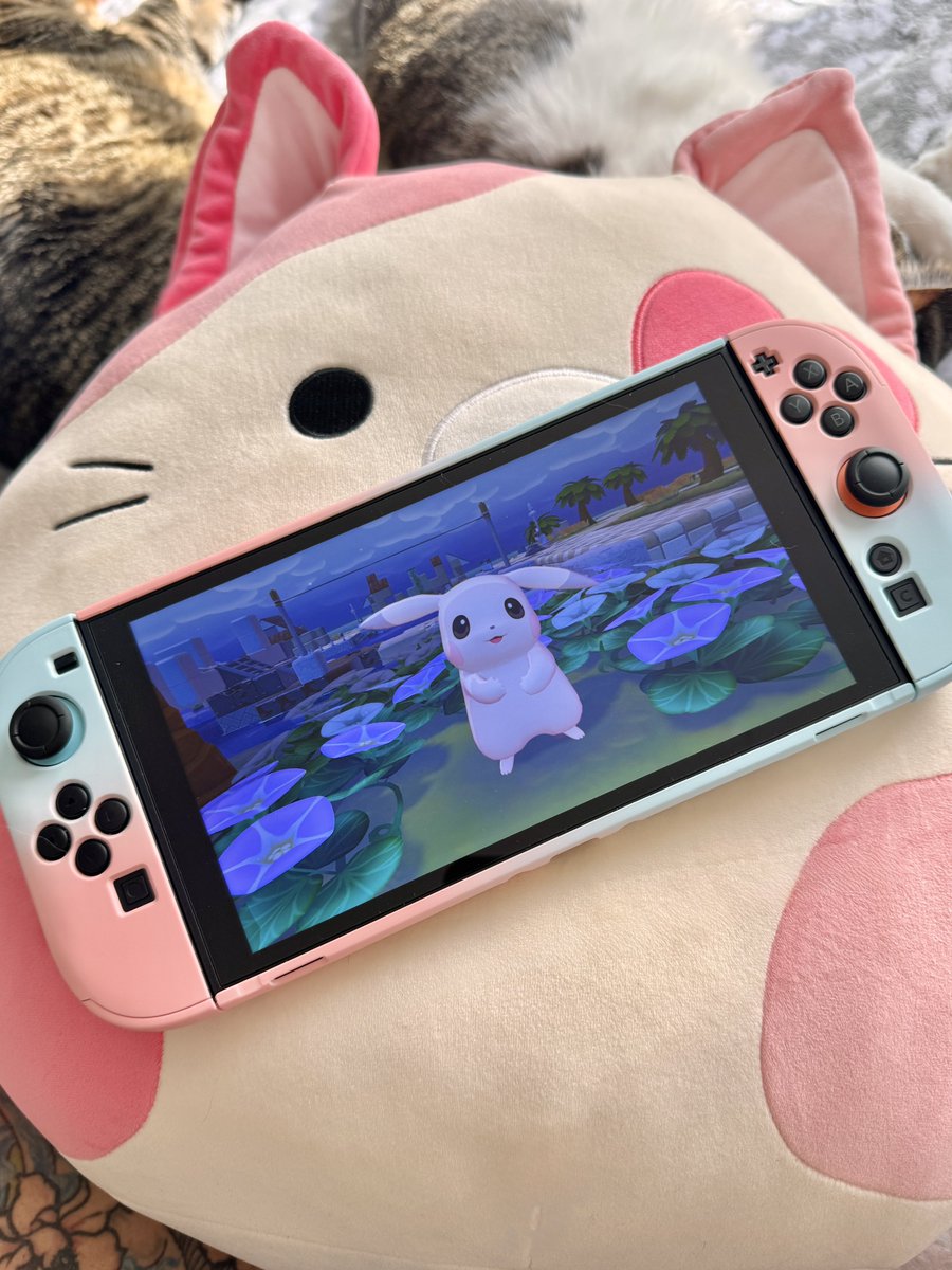 Ali The Cat 💞🩵🐾 ENVT ✨ tweet media