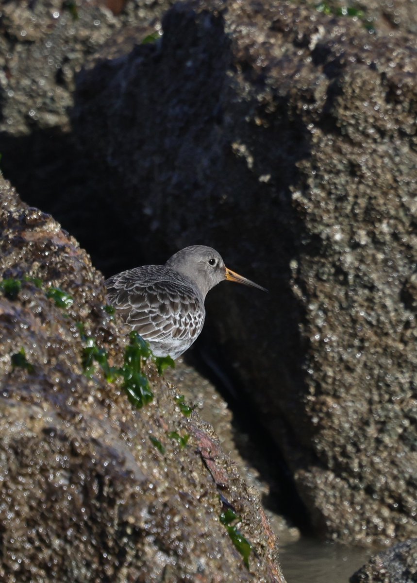 Ruth Watson tweet media