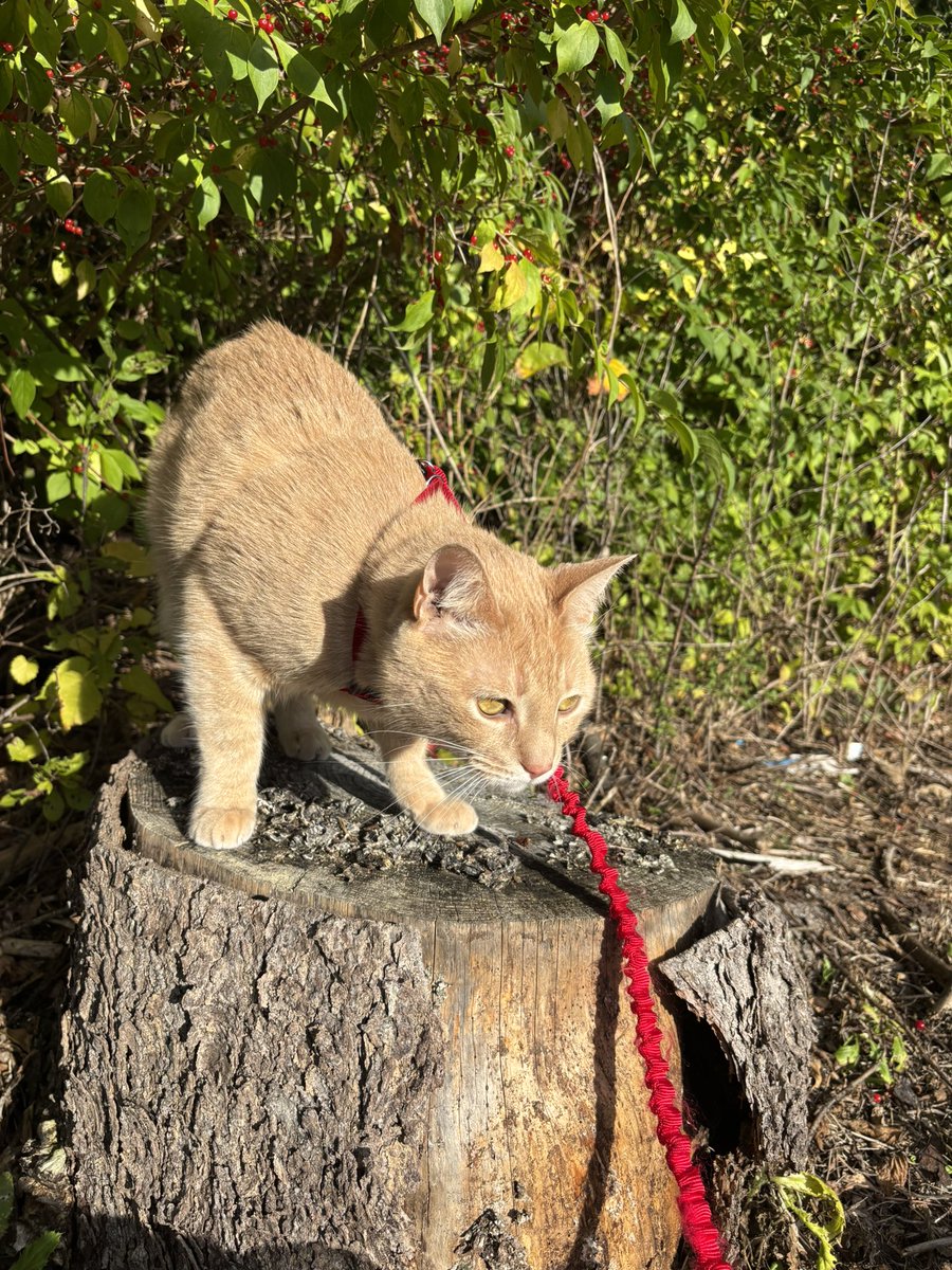 𝕙𝕦𝕤𝕜𝕪 tweet media