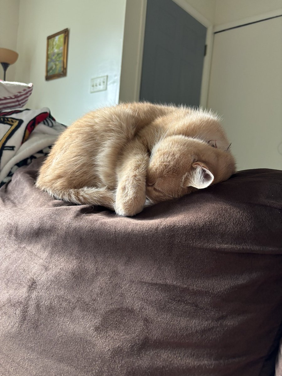 𝕙𝕦𝕤𝕜𝕪 tweet media