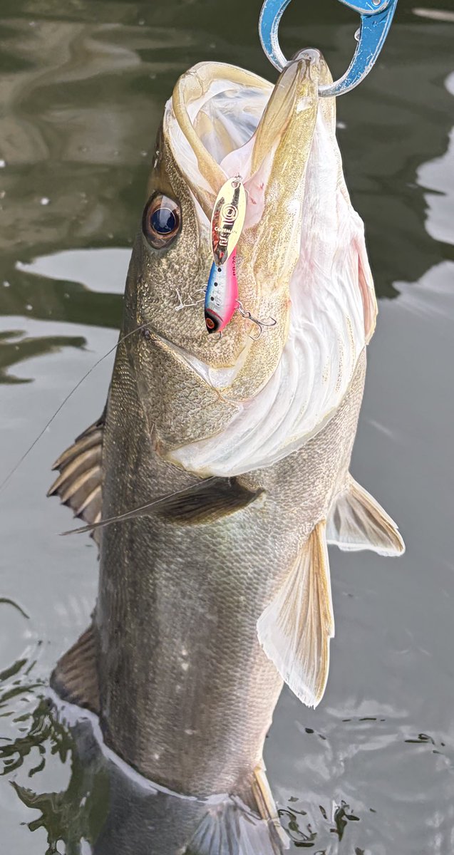 BETTYfishing's tweet photo. 70cm台の親友にも出会え満足 https://t.co/rpCJLLi5O1