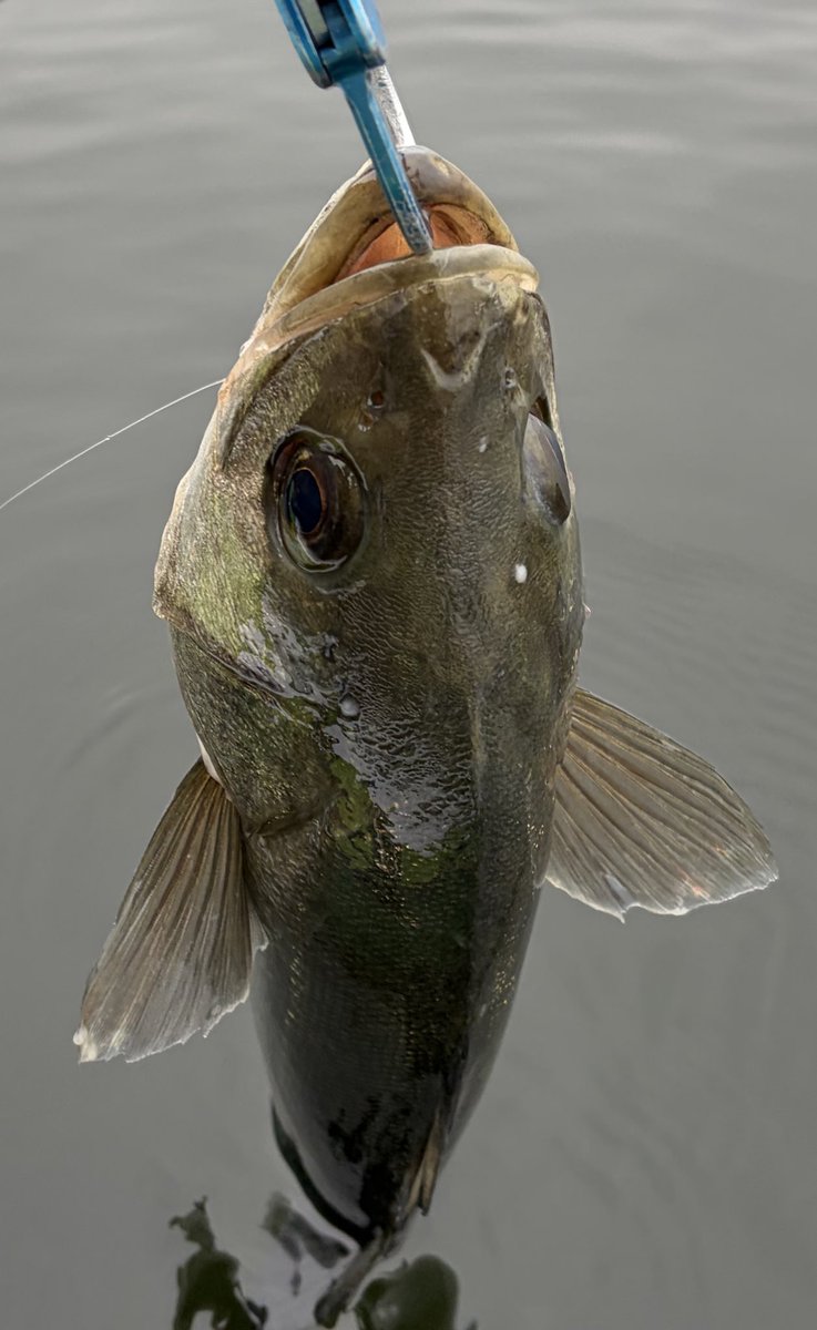 BETTYfishing's tweet photo. 70cm台の親友にも出会え満足 https://t.co/rpCJLLi5O1