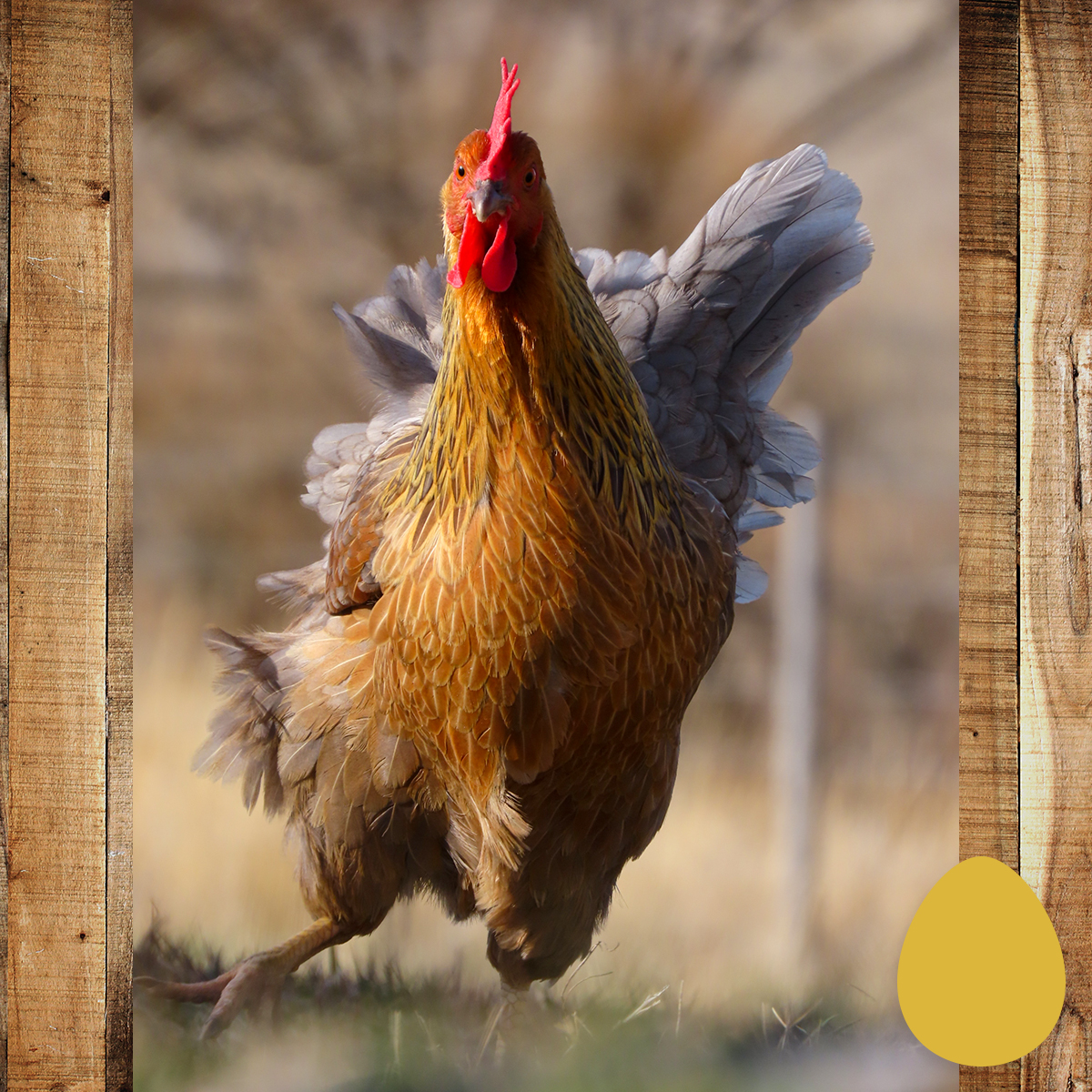 IFA Country Store tweet media