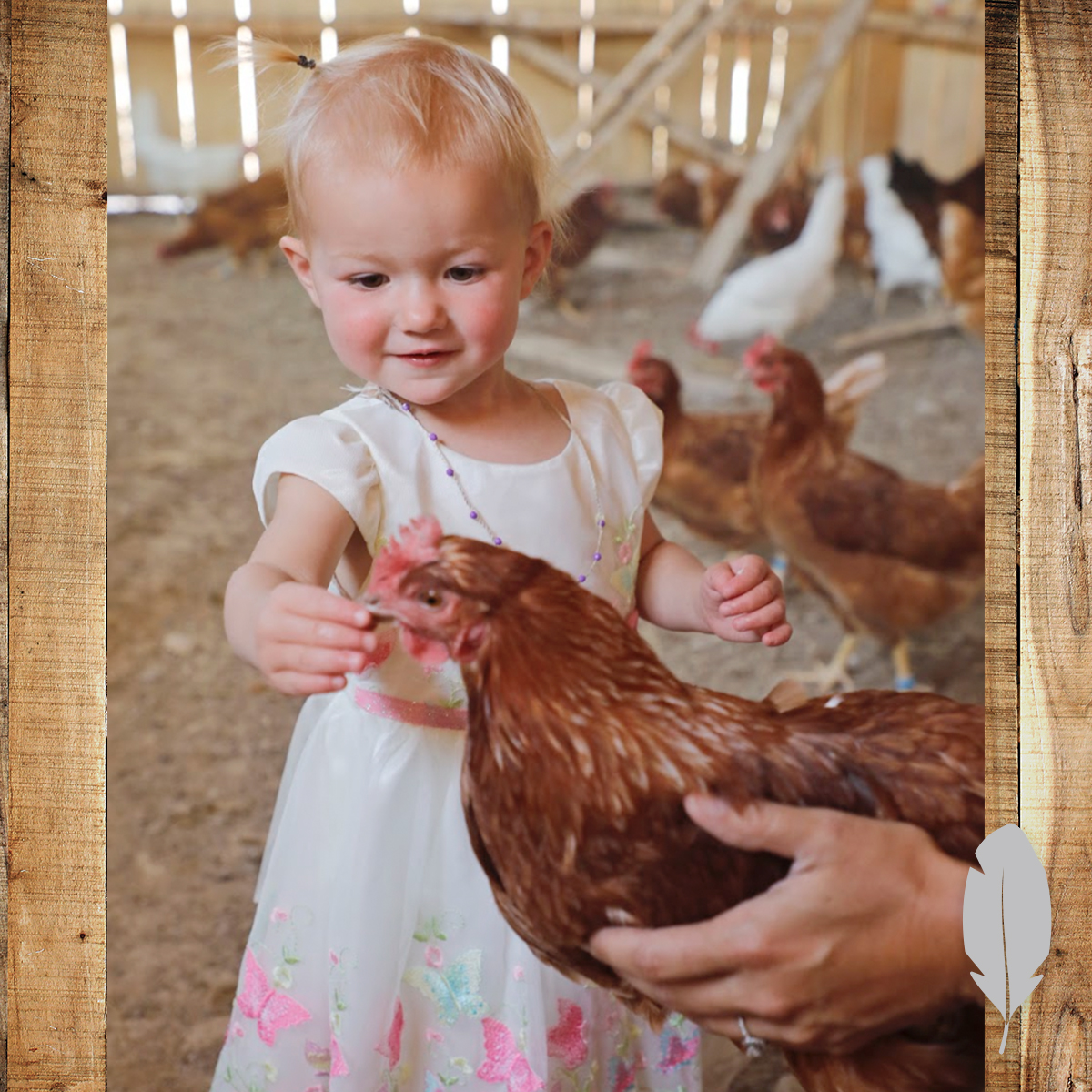 IFA Country Store tweet media