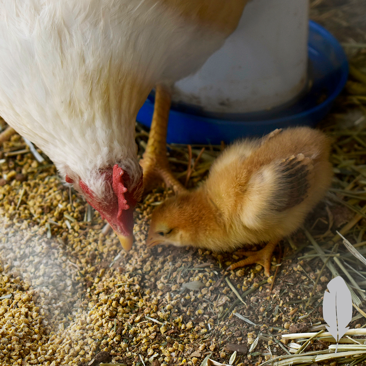 IFA Country Store tweet media