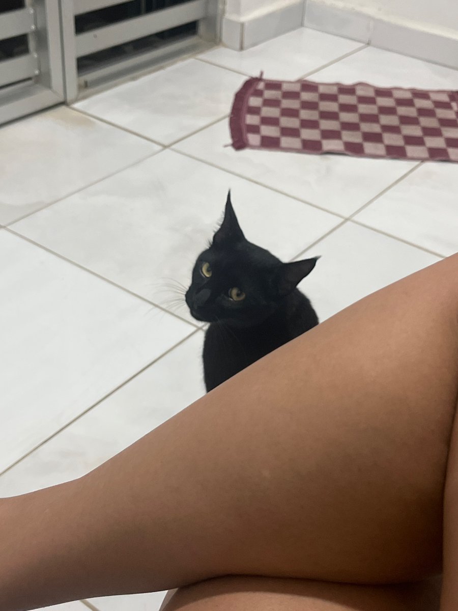 _stephaneco's tweet photo. O gato mais sínico que vocês vão ver hoje https://t.co/8hbuyG2GWx