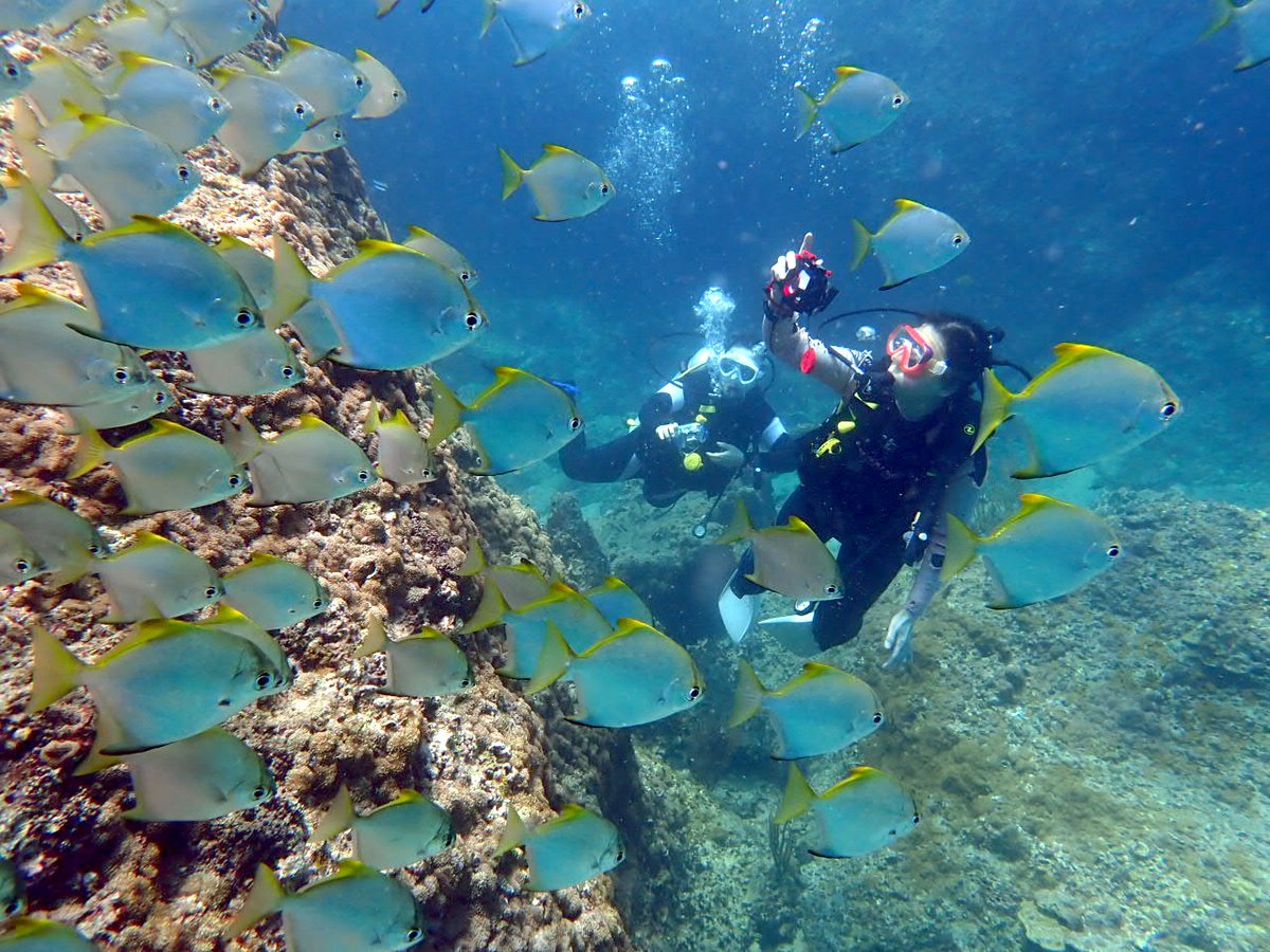 greendivephuket's tweet photo. 目がくりっとしたこの魚。ヒメツバメウオっていいます。
銀色の体に、黄色の縁取りもきれいでかわいいです。浅���の水深３ｍくらい、水面のすぐ下で群れを作っていることが多いです。透明度のよかったピピ島の様子をブログで紹介しています。
https://t.co/K9IgIPBXrT
#プーケット #ダイビング https://t.co/tX0A0DRljM