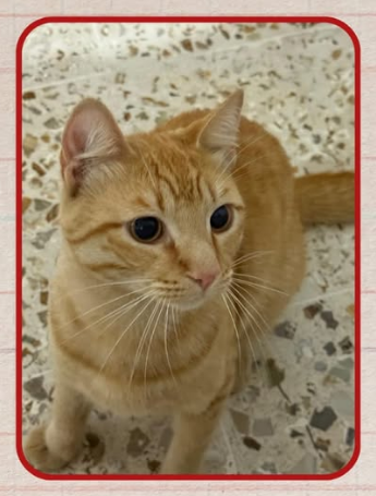 Juan Carlos Valerio tweet media