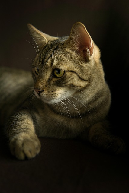 Brian Popo tweet media