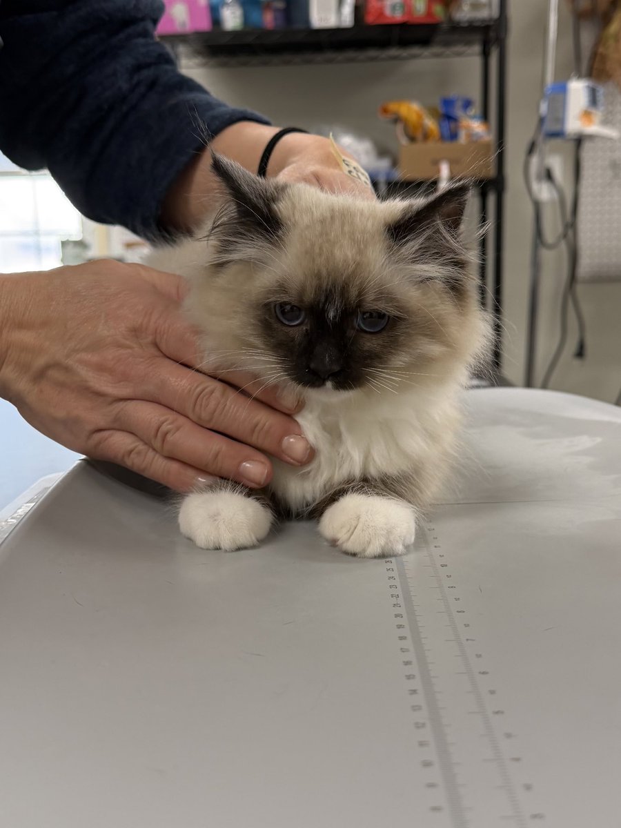 Spay Spa&Neuter Nook tweet media