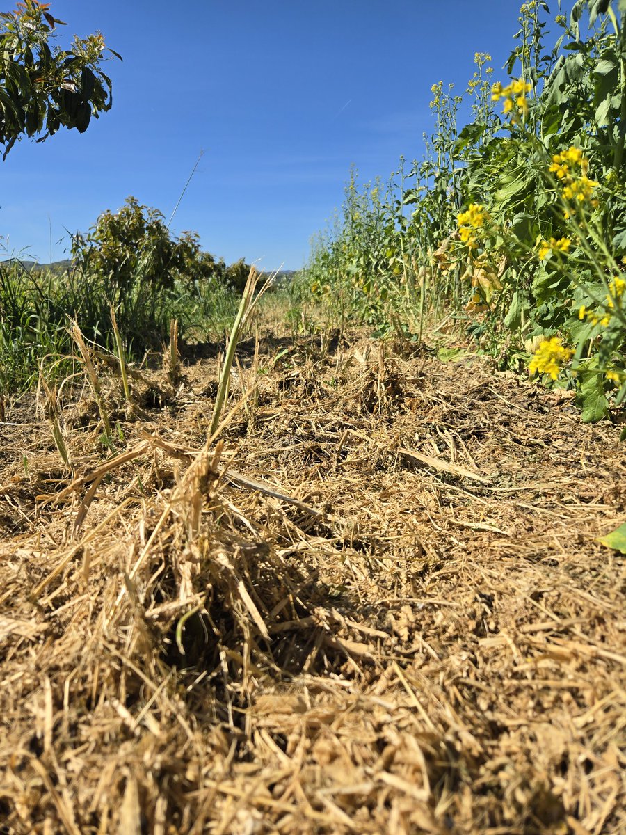 Chris Sayer 🥑 tweet media