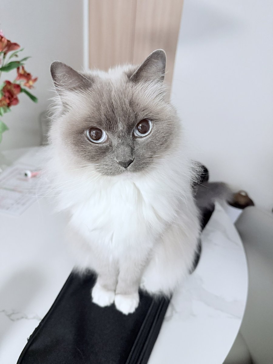 🐱ぽもち🐱 tweet media