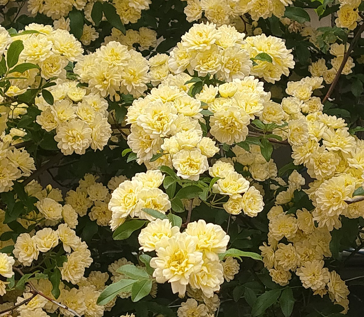 桜の開花のニュースが出始めましたね〜😊先週、うちのモッコウバラが一房（？）開いていて、早っ！となっていたところです。
2枚目は去年の4月下旬のもの。
今年は梅祭り行けなかったから桜は行きたいな🌸