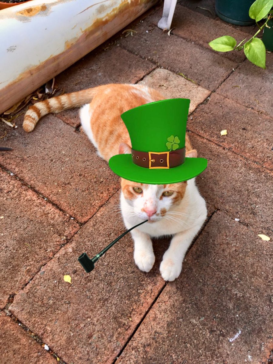 Matt_Ironstone's tweet photo. Happy St Paddy’s Day!
#stcatricksday #FIVCatsClub #Hedgewatch https://t.co/Fnuekk6aAB