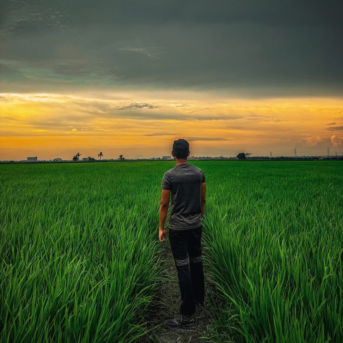 navanis98's tweet photo. Stories grow here, one grain at a time 🌾

#sekinchan #selangor #paddy #paddyfield #nature #tropical
#muddy #hike #hiking #lovenature #healing https://t.co/icaDuCZCYZ