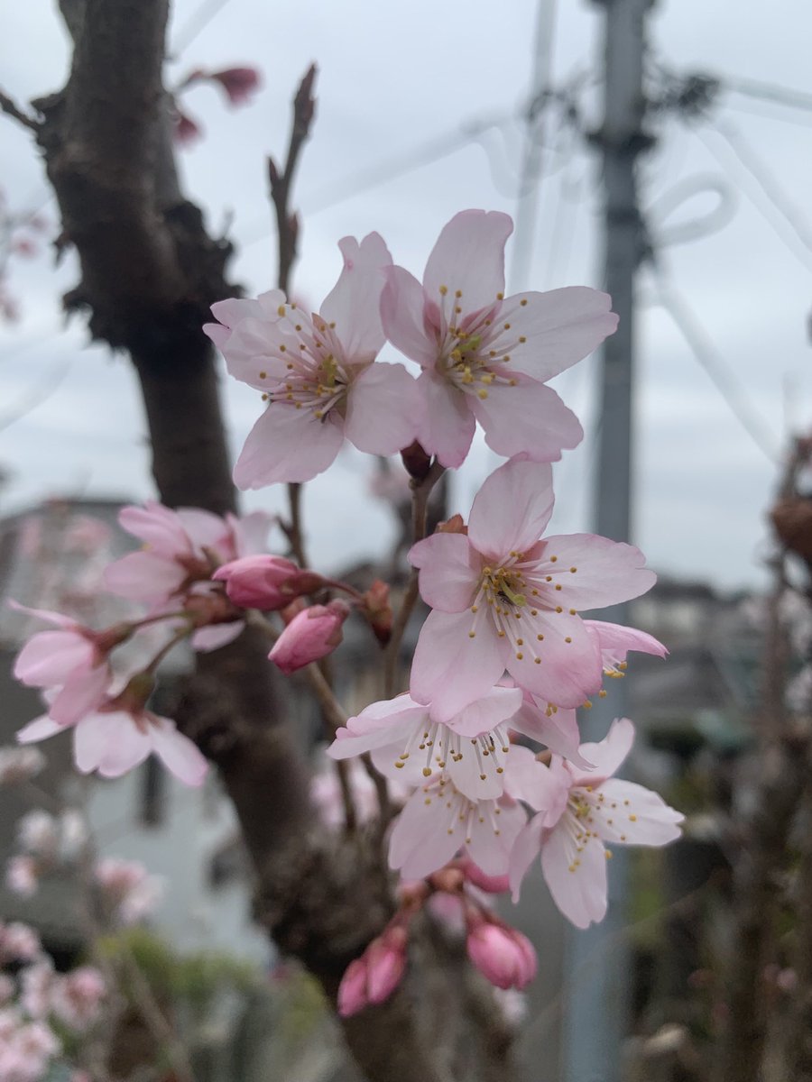 狙って狙って〜⌒(_ΦωΦ)_ ☻⋆˚ Ꮹ∞ძ ოǫɾлілϧ ༘*ೄ˚☻ ちょっと淋しげなサクラ *.ﾟ * ‧₊˚* ‧₊˚* ‧₊˚ ...